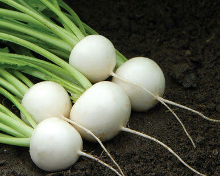 Hakurei turnips
