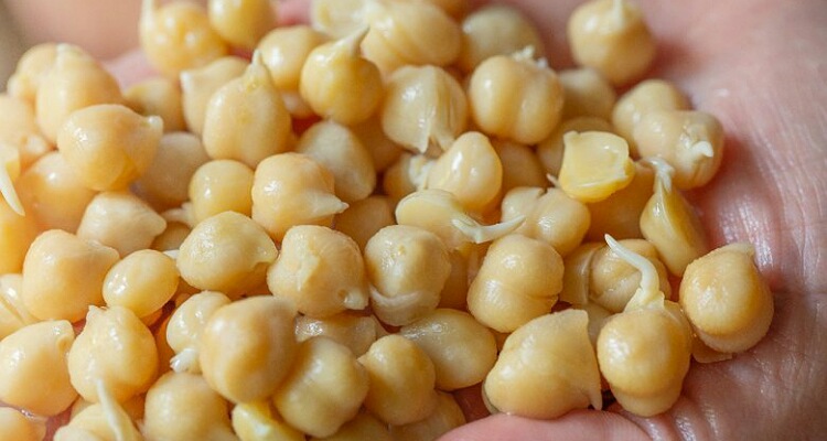 Garbanzo beans