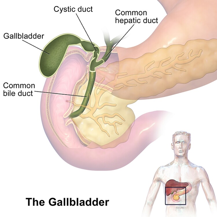 Gallbladder healthy foods