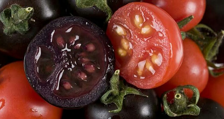 Purple tomatoes