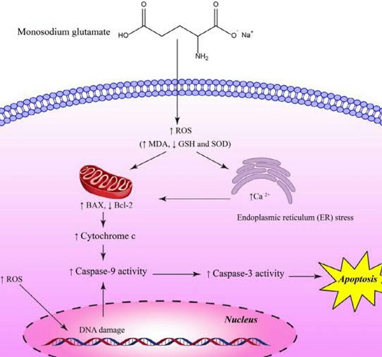 Monosodium glutamate 