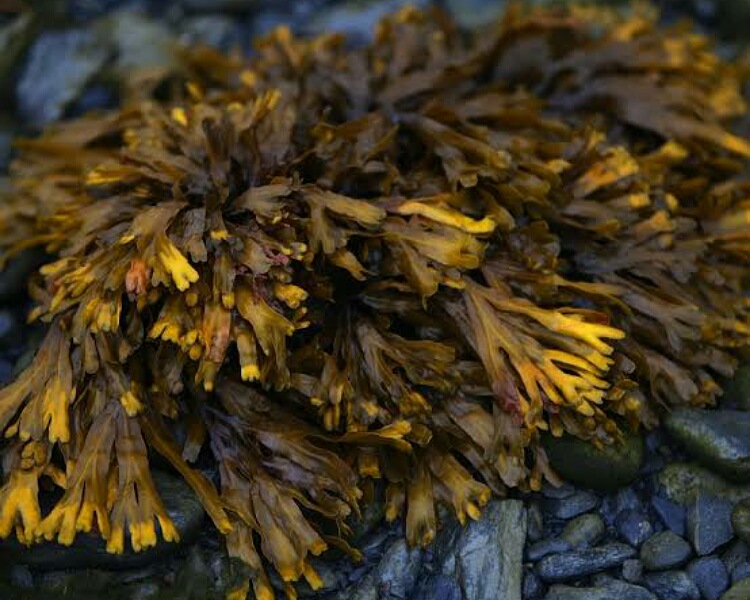 Enriched seaweed