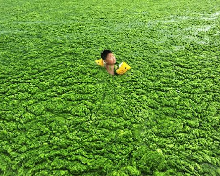 Algae bloom