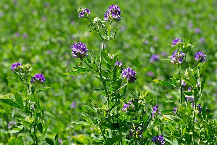 Alfalfa